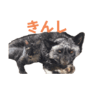 yoruka=zaoldyeck（個別スタンプ：5）