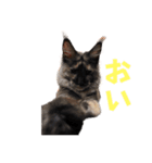 yoruka=zaoldyeck（個別スタンプ：6）