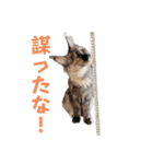 yoruka=zaoldyeck（個別スタンプ：9）