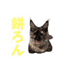 yoruka=zaoldyeck（個別スタンプ：10）