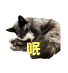 yoruka=zaoldyeck（個別スタンプ：11）