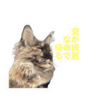 yoruka=zaoldyeck（個別スタンプ：13）