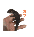 yoruka=zaoldyeck（個別スタンプ：15）