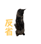 yoruka=zaoldyeck（個別スタンプ：16）