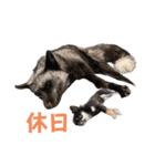 yoruka=zaoldyeck（個別スタンプ：17）