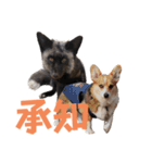 yoruka=zaoldyeck（個別スタンプ：19）
