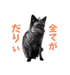 yoruka=zaoldyeck（個別スタンプ：24）