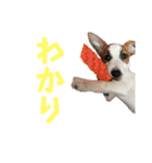 yoruka=zaoldyeck（個別スタンプ：28）