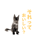 yoruka=zaoldyeck（個別スタンプ：29）