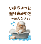 [BIG]大人可愛いポメの敬語スタンプ（個別スタンプ：34）