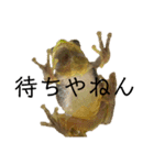 きゃえるちゎん（個別スタンプ：6）