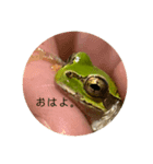 きゃえるちゎん（個別スタンプ：7）