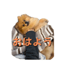 ポメラニアンの稲荷（個別スタンプ：5）