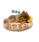 ポメラニアンの稲荷（個別スタンプ：6）