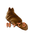 ポメラニアンの稲荷（個別スタンプ：8）