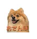 ポメラニアンの稲荷（個別スタンプ：9）