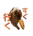 ポメラニアンの稲荷（個別スタンプ：10）