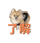 ポメラニアンの稲荷（個別スタンプ：11）