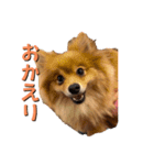 ポメラニアンの稲荷（個別スタンプ：14）
