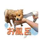 ポメラニアンの稲荷（個別スタンプ：19）
