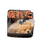 ポメラニアンの稲荷（個別スタンプ：20）