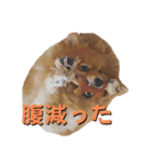 ポメラニアンの稲荷（個別スタンプ：21）