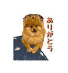 ポメラニアンの稲荷（個別スタンプ：23）