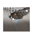 毎日ゆったり過ごす猫④（個別スタンプ：1）