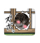 毎日ゆったり過ごす猫④（個別スタンプ：6）