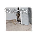 毎日ゆったり過ごす猫④（個別スタンプ：13）