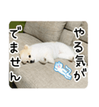 ポメラニアンのあらいさん【日常2】（個別スタンプ：1）