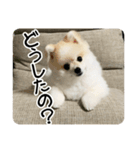 ポメラニアンのあらいさん【日常2】（個別スタンプ：2）