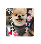 ポメラニアンのあらいさん【日常2】（個別スタンプ：3）