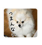 ポメラニアンのあらいさん【日常2】（個別スタンプ：4）