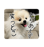 ポメラニアンのあらいさん【日常2】（個別スタンプ：5）