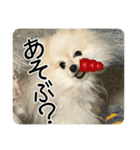 ポメラニアンのあらいさん【日常2】（個別スタンプ：6）