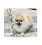 ポメラニアンのあらいさん【日常2】（個別スタンプ：7）