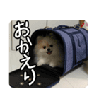 ポメラニアンのあらいさん【日常2】（個別スタンプ：8）