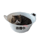 毎日ゆったり過ごす猫②（個別スタンプ：4）