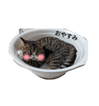 毎日ゆったり過ごす猫②（個別スタンプ：11）