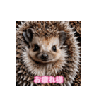 動物の魔法3（個別スタンプ：5）
