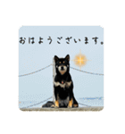 富士花スタンプその1（個別スタンプ：12）