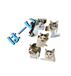 ミケ子と仲間たち（個別スタンプ：4）