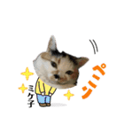 ミケ子と仲間たち（個別スタンプ：13）