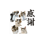 ミケ子と仲間たち（個別スタンプ：16）