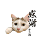 ミケ子と仲間たち（個別スタンプ：17）