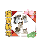 ミケ子と仲間たち（個別スタンプ：40）