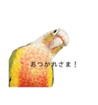 我が家のデヴィくん！（個別スタンプ：5）