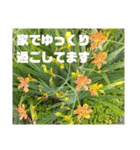 沖縄の草花 小満芒種   の季節（個別スタンプ：4）