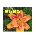 沖縄の草花 小満芒種   の季節（個別スタンプ：7）